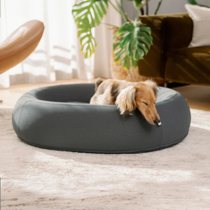 Creating a Comfortable Dog Space in Today’s Modern Homes